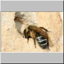 Lasioglossum quadrinotatulum - Furchenbiene w03 7mm Sandgrube Niedringhaussee det.jpg